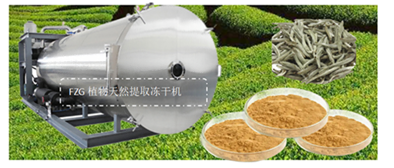 凍干機應用：白茶天然提取凍干技術(shù)解決方案