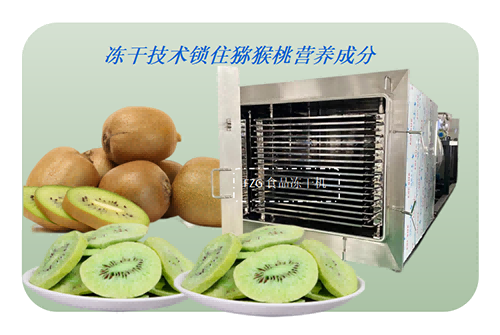 食品真空冷凍干燥機在獼猴桃凍干片加工應(yīng)用