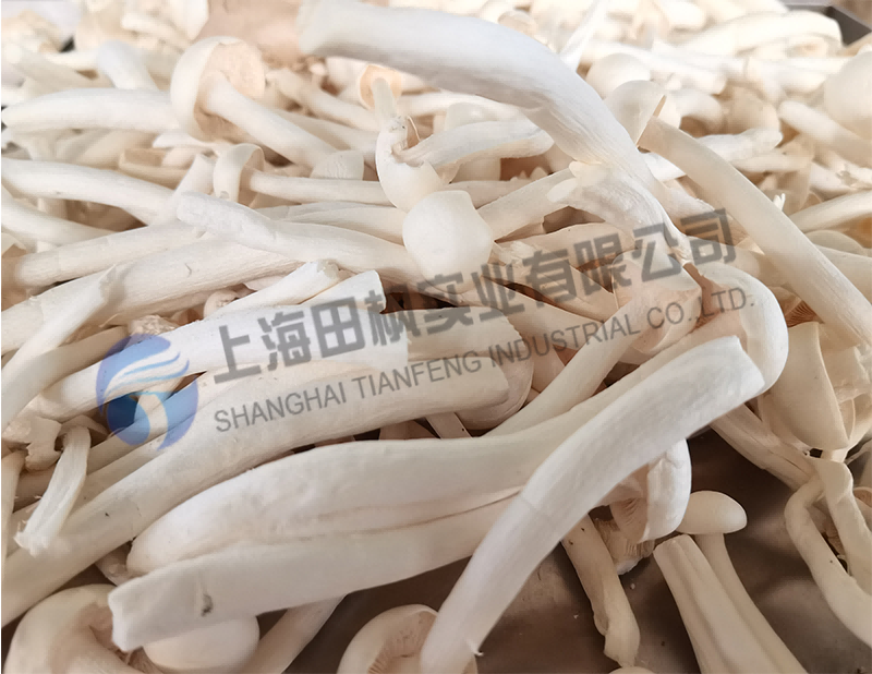 蘑菇凍干，果蔬真空冷凍干燥機應(yīng)用于蘑菇凍干