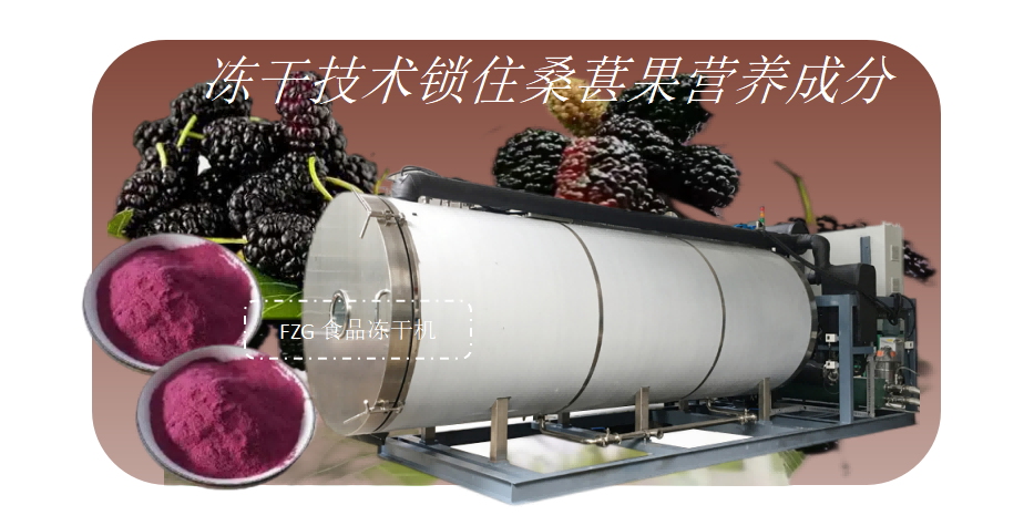 凍干機在桑葚果凍干產(chǎn)品開發(fā)加工應用