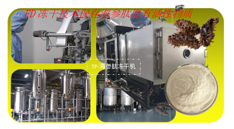 凍干機(jī)在海參多肽凍干加工應(yīng)用
