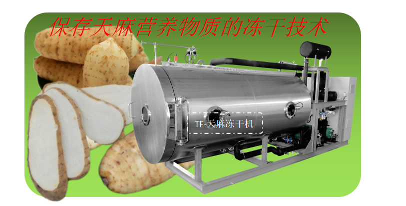 中藥材凍干機在天麻凍干加工生產(chǎn)